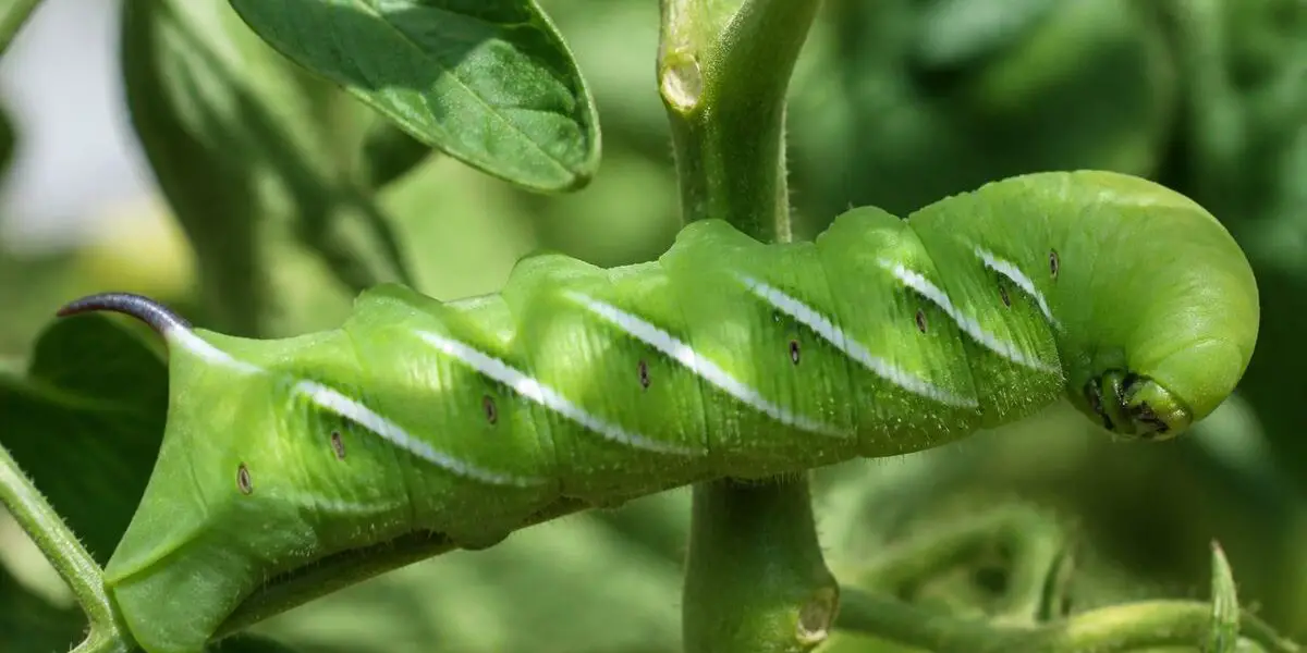 How to Identify a Tomato Hornworm on Your Plant
