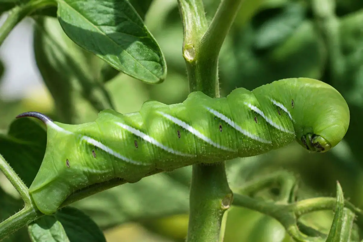 How to Identify a Tomato Hornworm on Your Plant